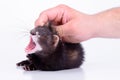 Small rodent ferret Royalty Free Stock Photo