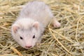 Small rodent ferret Royalty Free Stock Photo