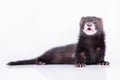 Small rodent ferret Royalty Free Stock Photo