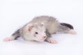 Small rodent ferret Royalty Free Stock Photo