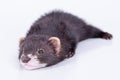 Small rodent ferret Royalty Free Stock Photo