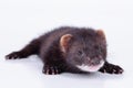 Small rodent ferret Royalty Free Stock Photo
