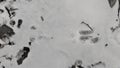 American marten tracks in snow Royalty Free Stock Photo
