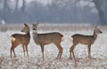 Small Roe Deer Herd In Winter