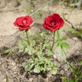 The small rose bush with two red flowers growing in dry land Royalty Free Stock Photo