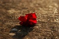 Wilted rose on the ground, with the September sun