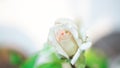 Small Rose flower with green on blurry nature background white budding roses flowers. Natural lover wedding day