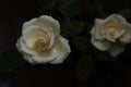 Small rose flower