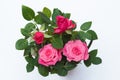 Small rose plant top view