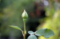 Small rosebud flower plant detail color photography