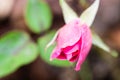 Small rosebud of red rose at the morning Royalty Free Stock Photo