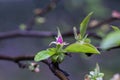 Small rosebud and young green leaves of Pseudocydonia sinensis on a blurry background, selective focus. Early spring Royalty Free Stock Photo