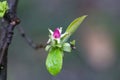 Small rosebud and young green leaves of Pseudocydonia sinensis on a blurry background, selective focus. Early spring Royalty Free Stock Photo