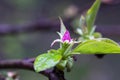 Small rosebud and young green leaves of Pseudocydonia sinensis on a blurry background, selective focus. Early spring Royalty Free Stock Photo