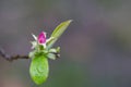 Small rosebud and young green leaves of Pseudocydonia sinensis on a blurry background, selective focus. Early spring Royalty Free Stock Photo