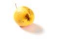 Small rotten apple bited by insect on a white background