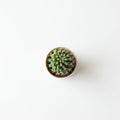 A small, round cactus sits in a white pot against a plain white background. The cactu Royalty Free Stock Photo