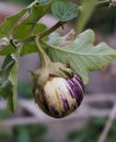 Small Round Eggplant on the vine