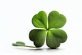 small round four-leaf green clover isolated on white background