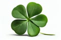 small round four-leaf green clover isolated on white background