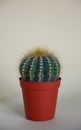 Small round green cactus in a pot. Plant decor close-up Royalty Free Stock Photo
