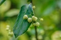 Small round green seeds on a bush with green leaf