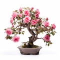 Authentic Pink Rose Bonsai Tree: Symbolism And Timeless Artistry