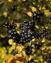 Small, round ripe black berries growing on a tree i Royalty Free Stock Photo