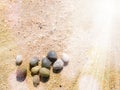 Small round seashells on a sandy beach in sunlight Royalty Free Stock Photo