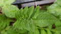 Small round transparent drops atop fresh leaf closeup