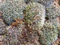 Dry Moss Clumps Growing on Stone Wall