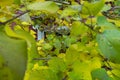 the small routed window of a farm\'s house far behind the autumn leaves of lilacs Royalty Free Stock Photo