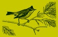 Small ruby-crowned kinglet regulus calendula with an erected crest, sitting on a branch of a conifer, on a yellow-green