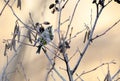 Ruby Crowned Kinglet perched sining in sunset, Athens, Georgia, USA