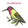 Small Rufous and White-necked Jacobin bird. Exotic tropical animal icons. Golden tailed sapphire. Use for wedding, party