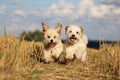 Small running dogs in a stubble field Royalty Free Stock Photo