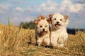 Small running dogs in a stubble field Royalty Free Stock Photo