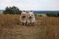 Small running dogs in a stubble field Royalty Free Stock Photo