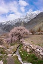 A small running stream with pink cherry trees with high snow moutain