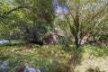 Small rural house in a forest with trees covered with ivy and ne Royalty Free Stock Photo