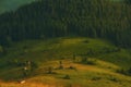 Small rural houses in the mountains on a meadow on the edge of a spruce forest