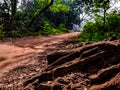 A small rural road with red soil and large roots of Sacred fig tree Royalty Free Stock Photo