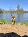 Small dog in green sweater running from lake