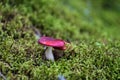 Small russula mushroom