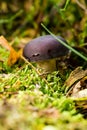 Small russula mushroom with purple hat Royalty Free Stock Photo