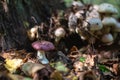 Small Russulaceae mushroom growing in the grass in the forest Royalty Free Stock Photo