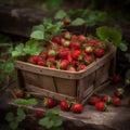 A small, rustic berry basket filled with freshly picked strawberries. Royalty Free Stock Photo