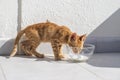 Small rusty kitten near bowl of milk