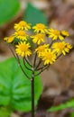 Close-up of a Group of SmallÃ¢â¬â¢s Ragwort - Senecio smallii