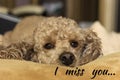 A small sad apricot poodle lies on the bed and looks with sad eyes. I miss you